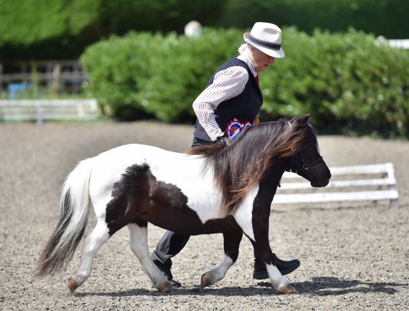 Snelsmore Ragdoll Miniature Champion & Reserve Overall Supreme at Anne Allen’s Charity Shetland show July 2026