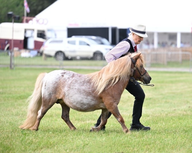 Snelsmore Venus First Mare class & Reserve Miniature Champion at Bath & West Show. 2026