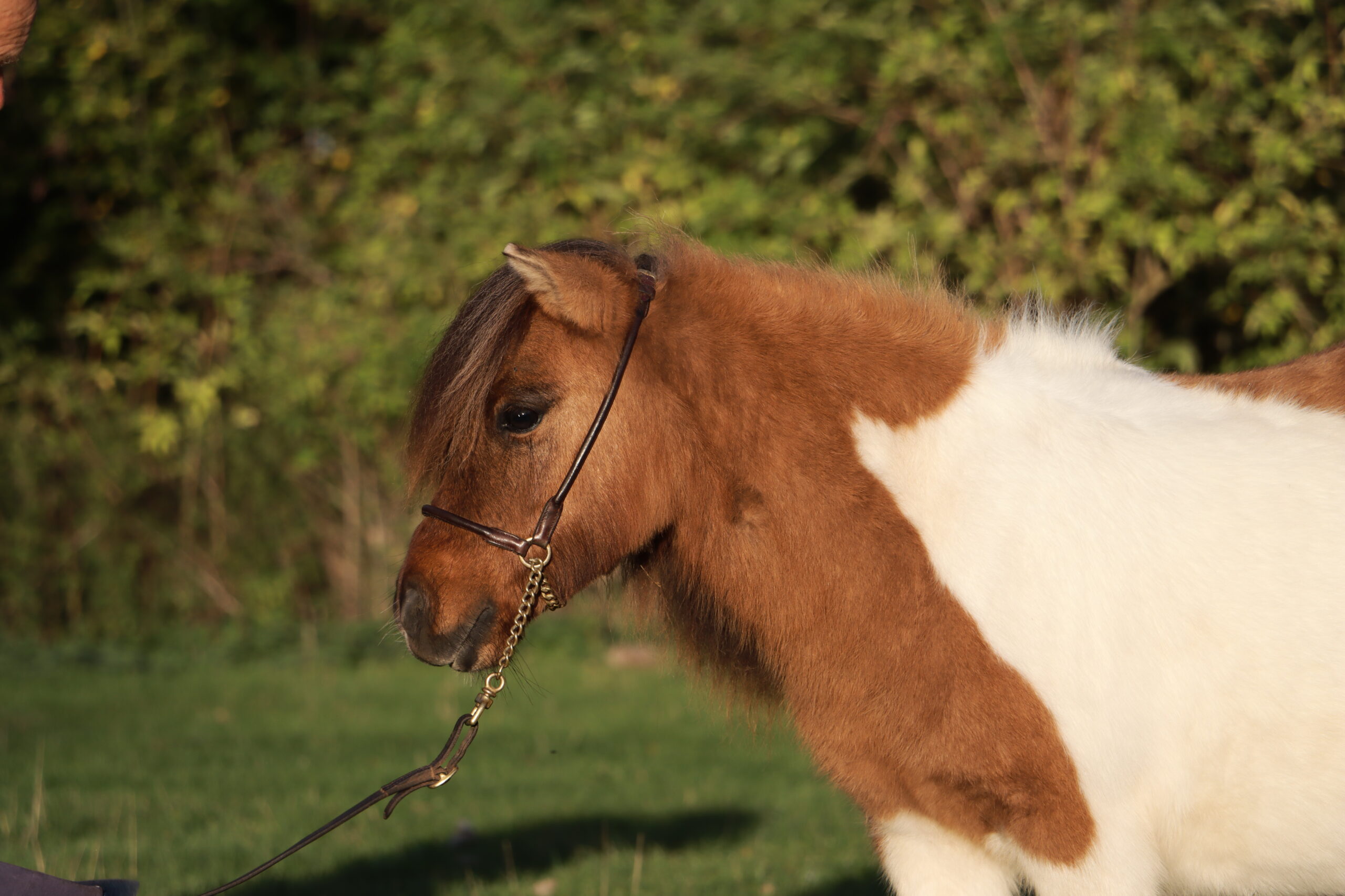 Snelsmore Celeste (Picture taken October 2026)