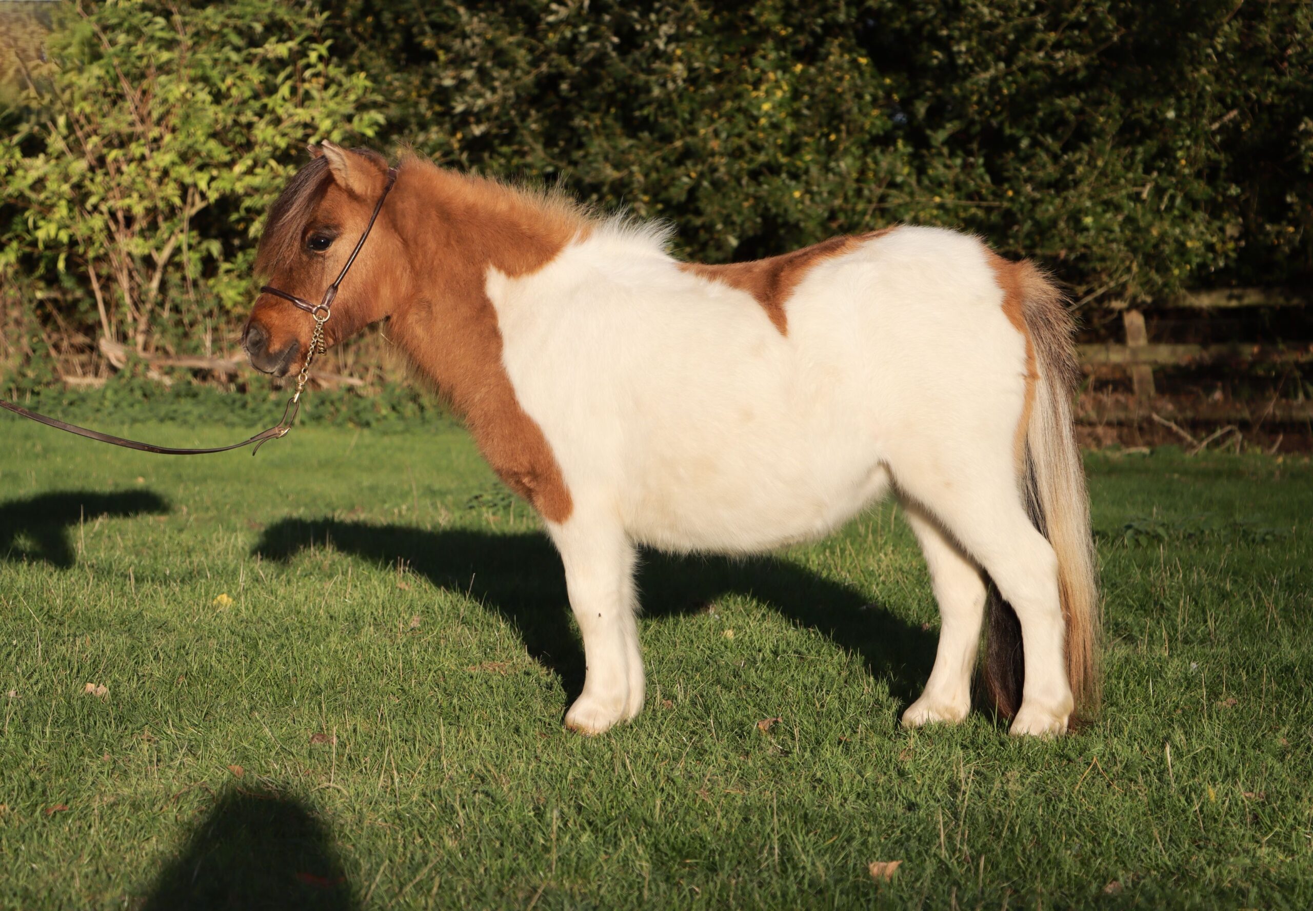 Snelsmore Celeste (Picture taken October 2026)
