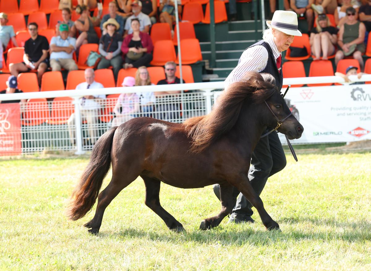 Snelsmore Blossom Second Place Two & Three year old at Royal Wesh show
