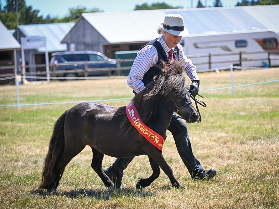 Snelsmore Blossom Supreme Champion at The National Shetland Performance Show 2026