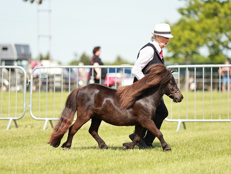 Snelsmore Blossom Reserve Miniature Champion at Hertfordshire County Show 2026