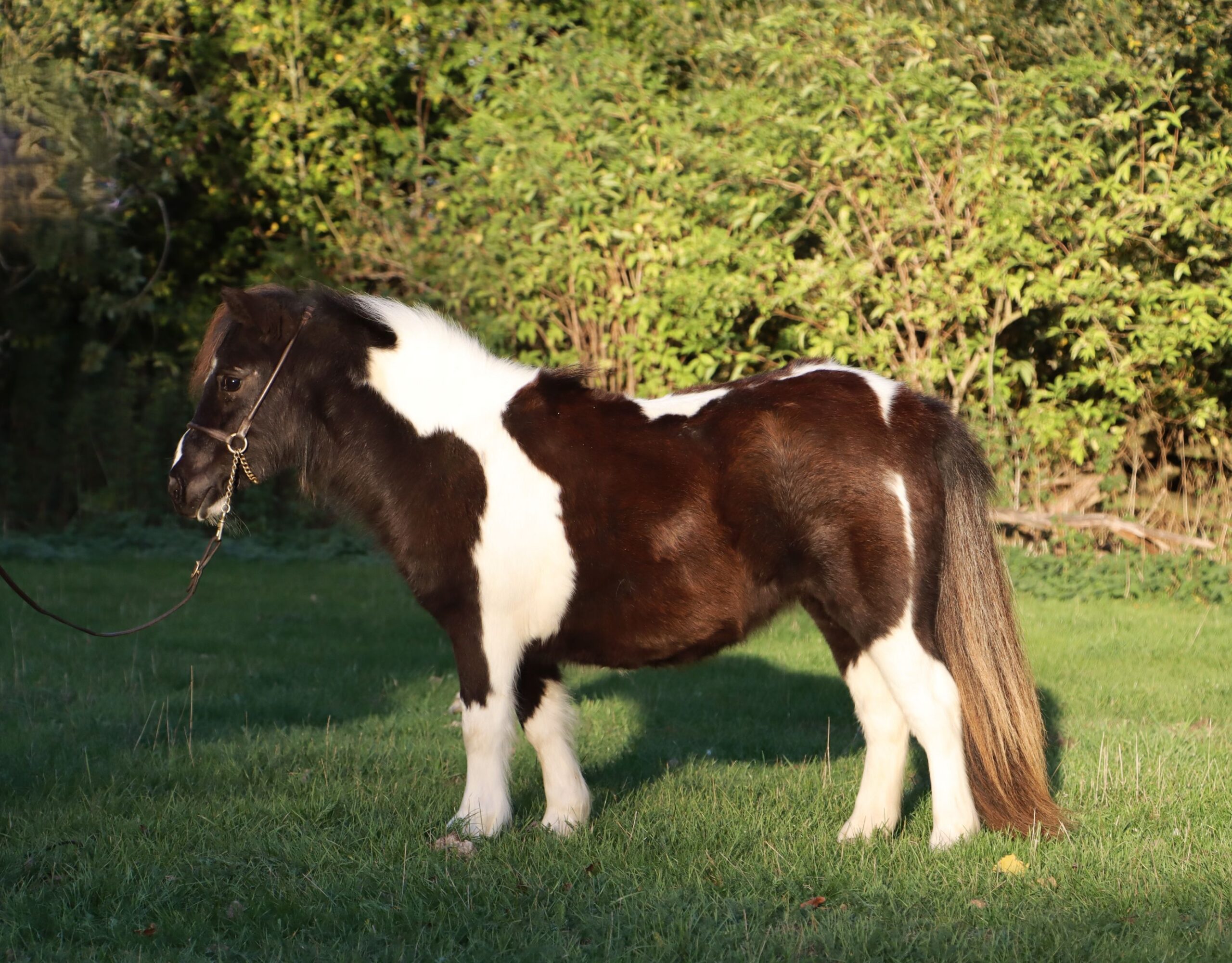 Snelsmore CoCo Chanel (Picture taken October 2026)