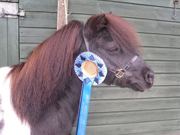 Snelsmore Sponsorship: Best gelding rosettes for Judy with Pagan and Drifter