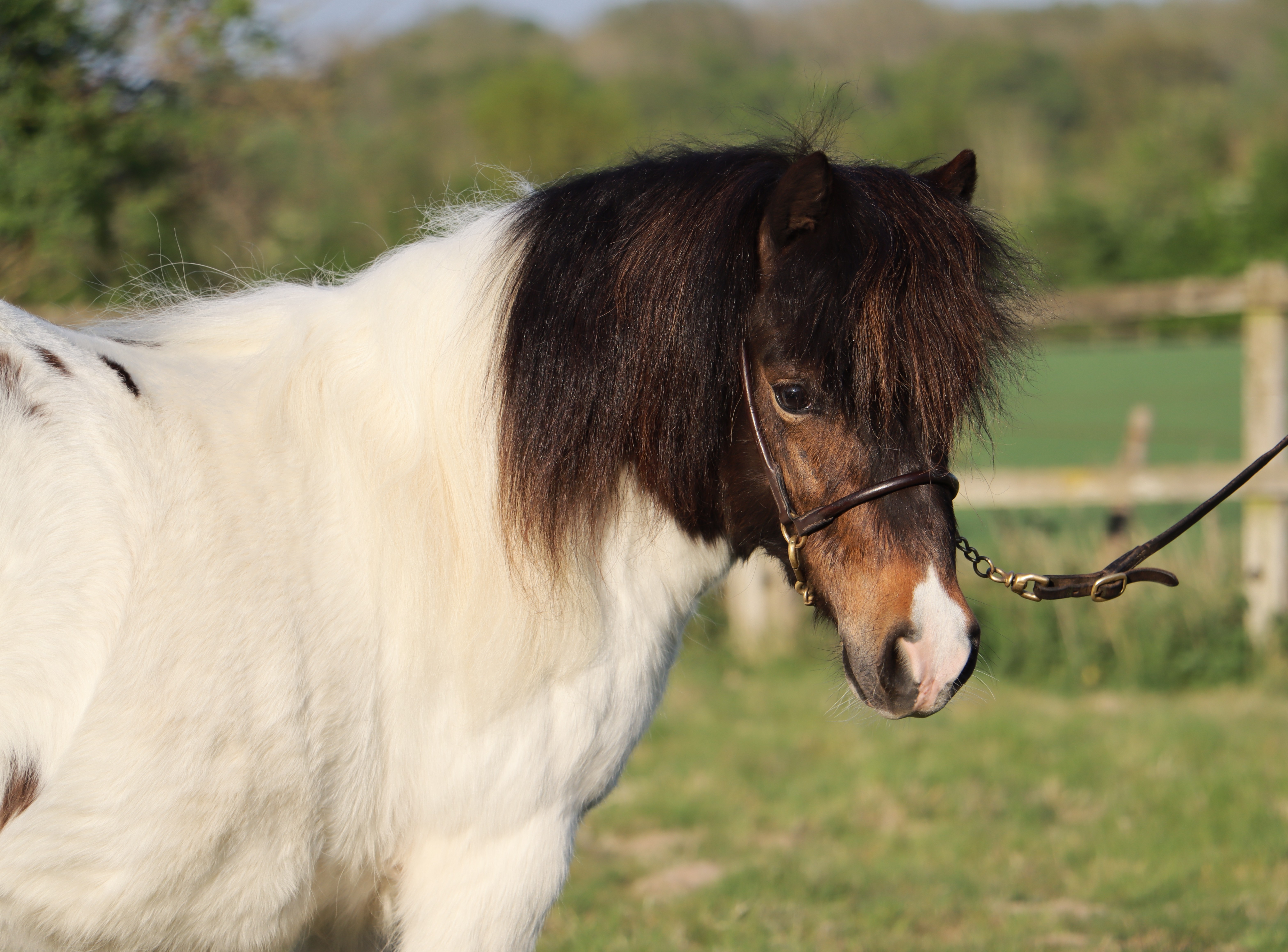 Snelsmore Acorn