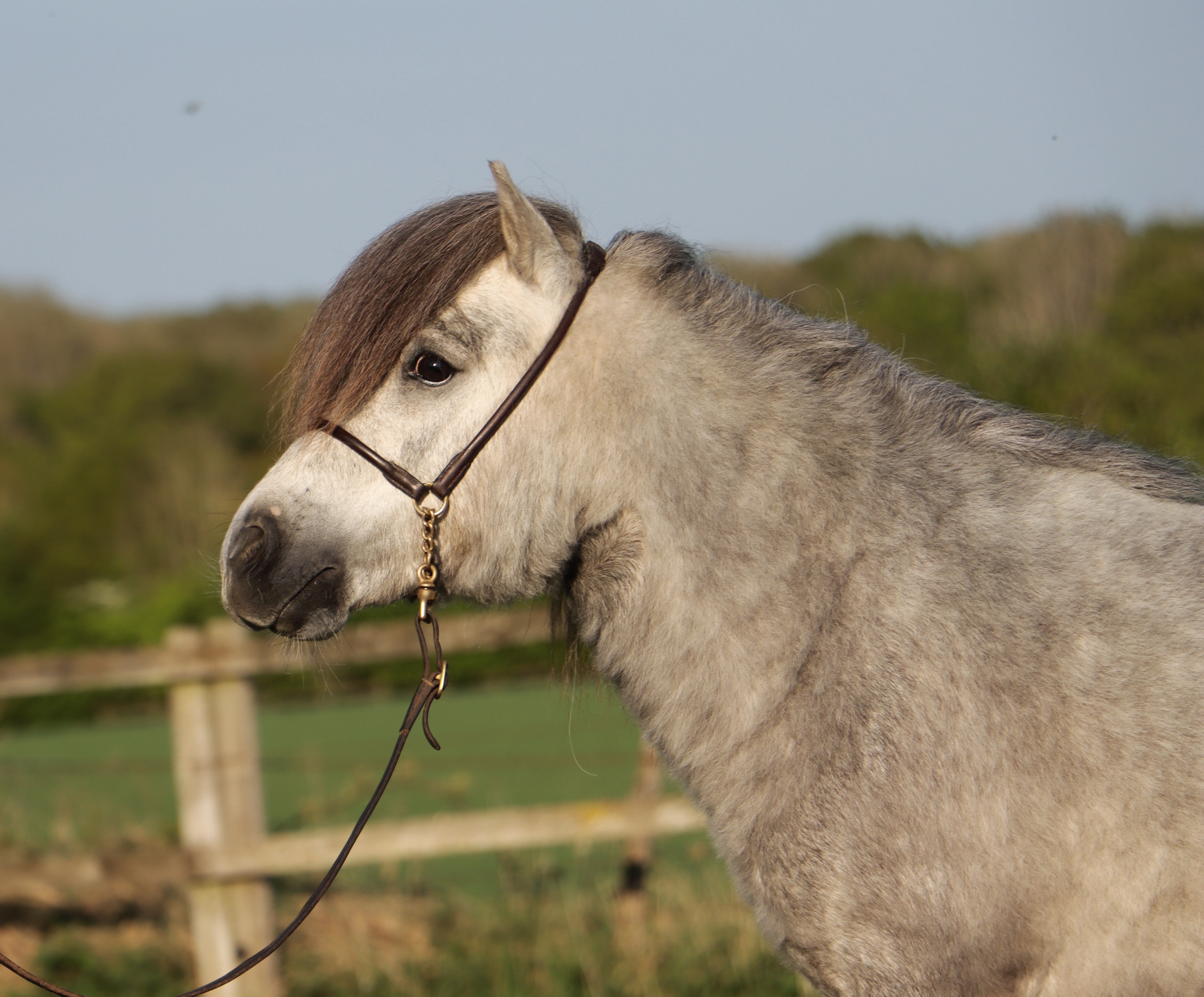 Snelsmore Argentum