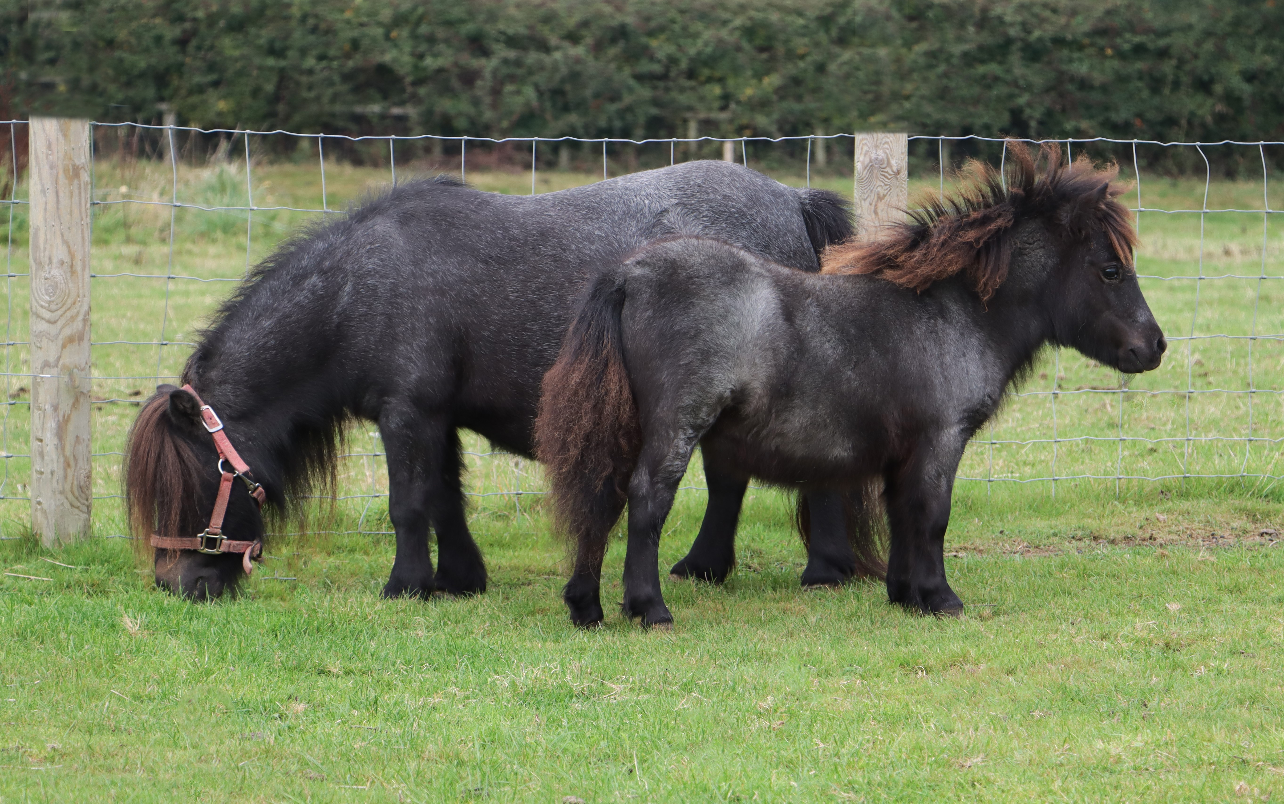 Snelsmore Blueberry – Entered at Worcester Shetland Sales – SOLD