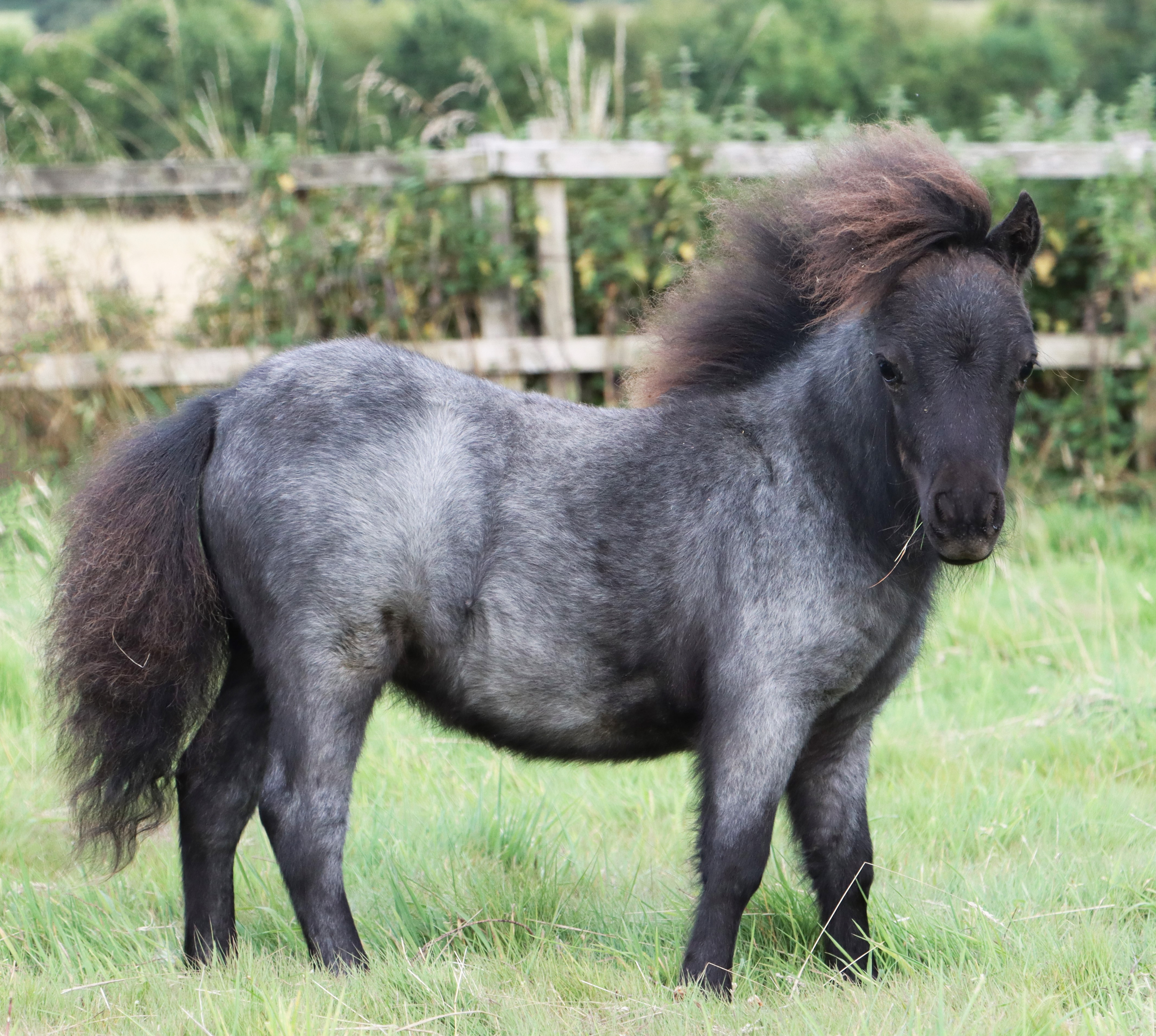 Snelsmore Blueberry – Entered at Worcester Shetland Sales – SOLD