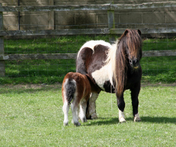 Mares – Snelsmore Miniature Shetland Pony Stud