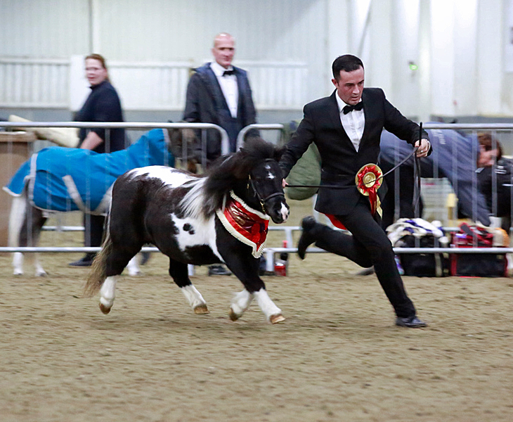 IMHPS Show: Supreme of show for Snelsmore Lily.