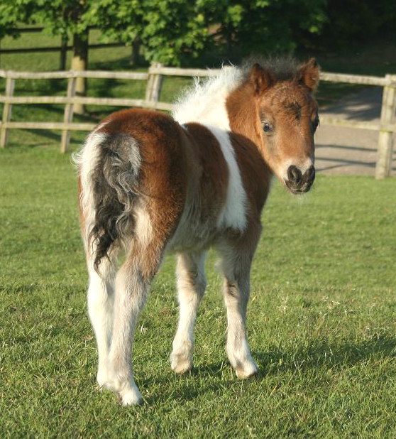 Newton Silver Girl