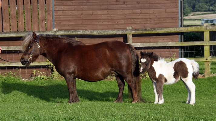 LiscombePark Lucinda