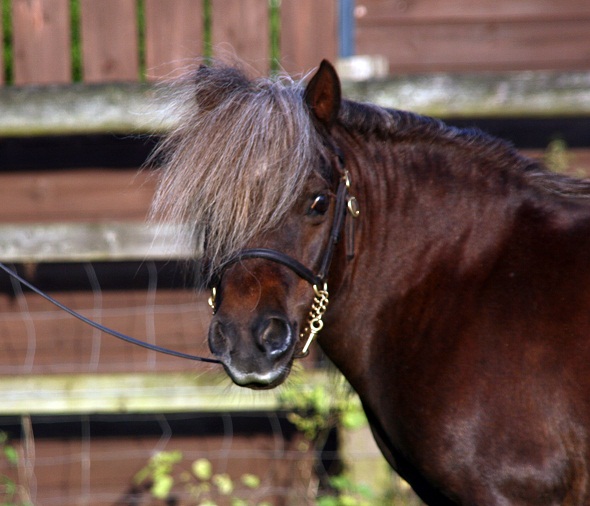 LiscombePark Lucinda