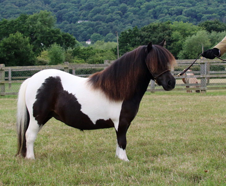 Two & Three year old Colt & Filly Class & Junior Champion.