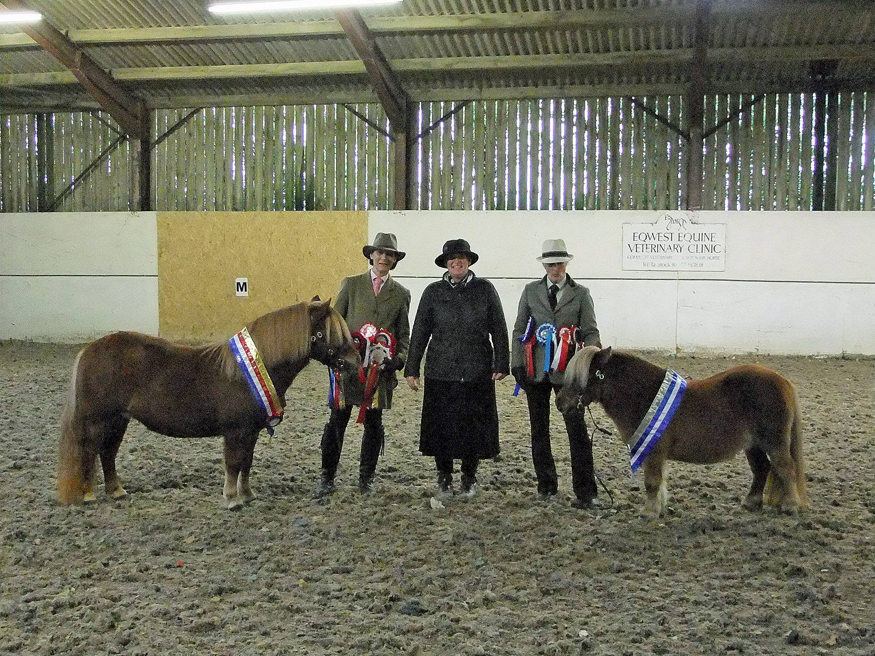 South West Shetland Pony Group show: Fabulous end to our show season.
