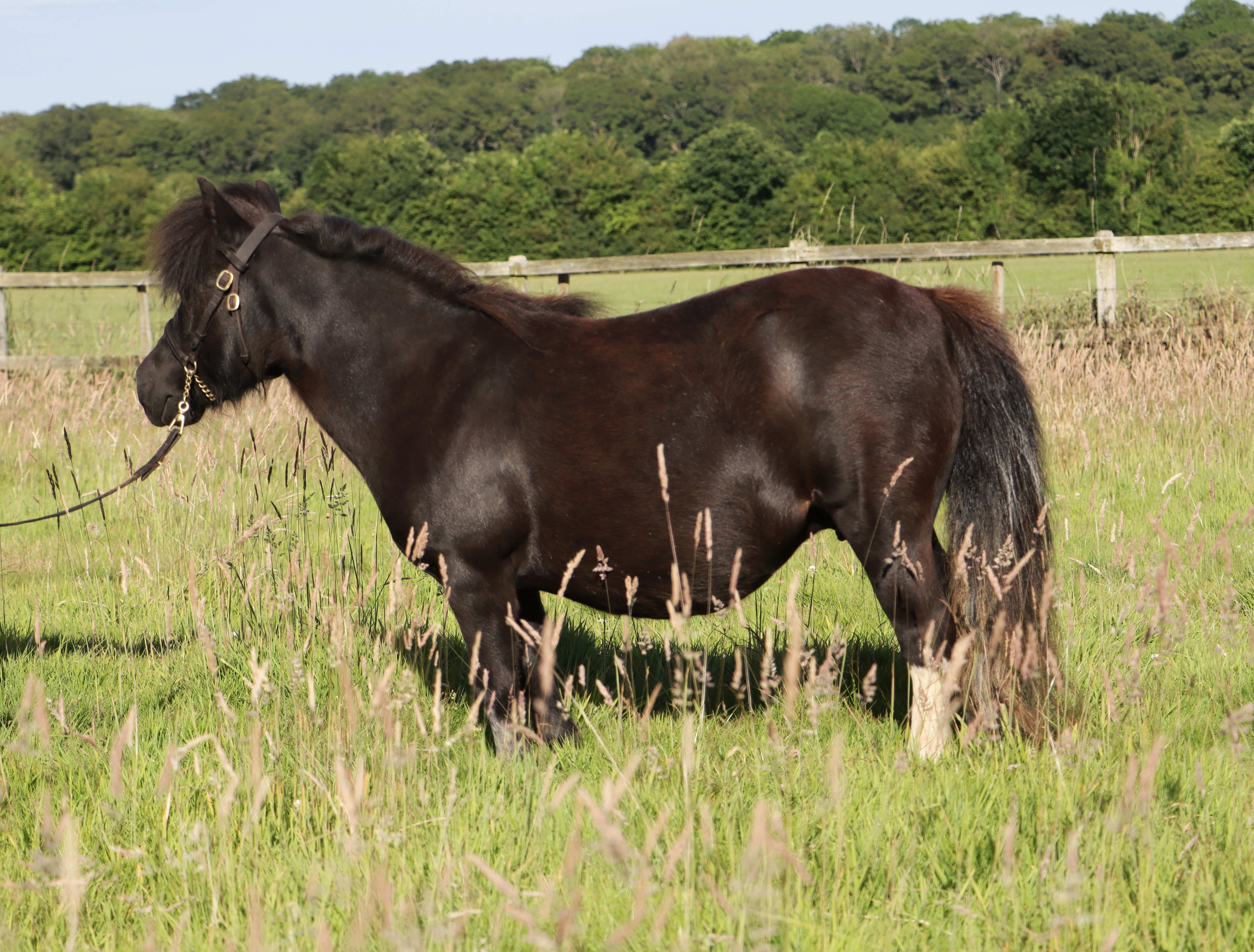 Snelsmore Scarlet