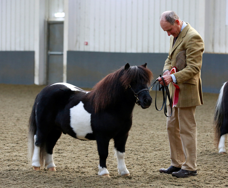 IMHPS Show: Supreme Shetland of the year for Spectre.
