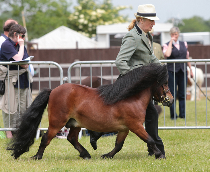 NPS Area 20 Show and the National Shetland Show of Wales: Satisfying Weekend