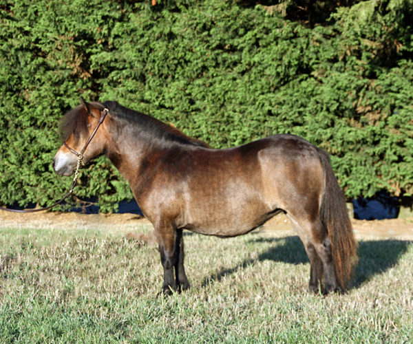 Mares – Snelsmore Miniature Shetland Pony Stud