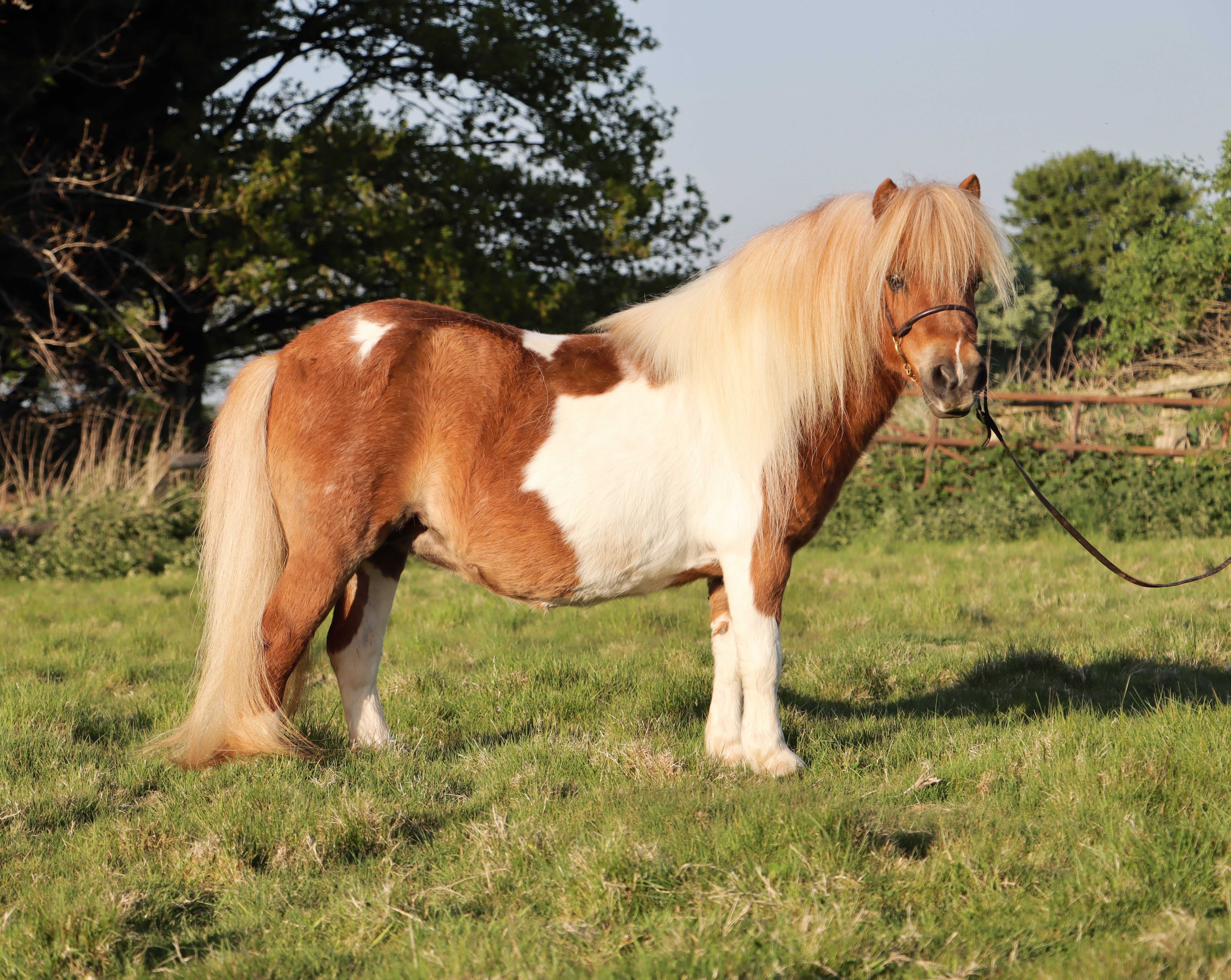Snelsmore Xyla – Deposit taken