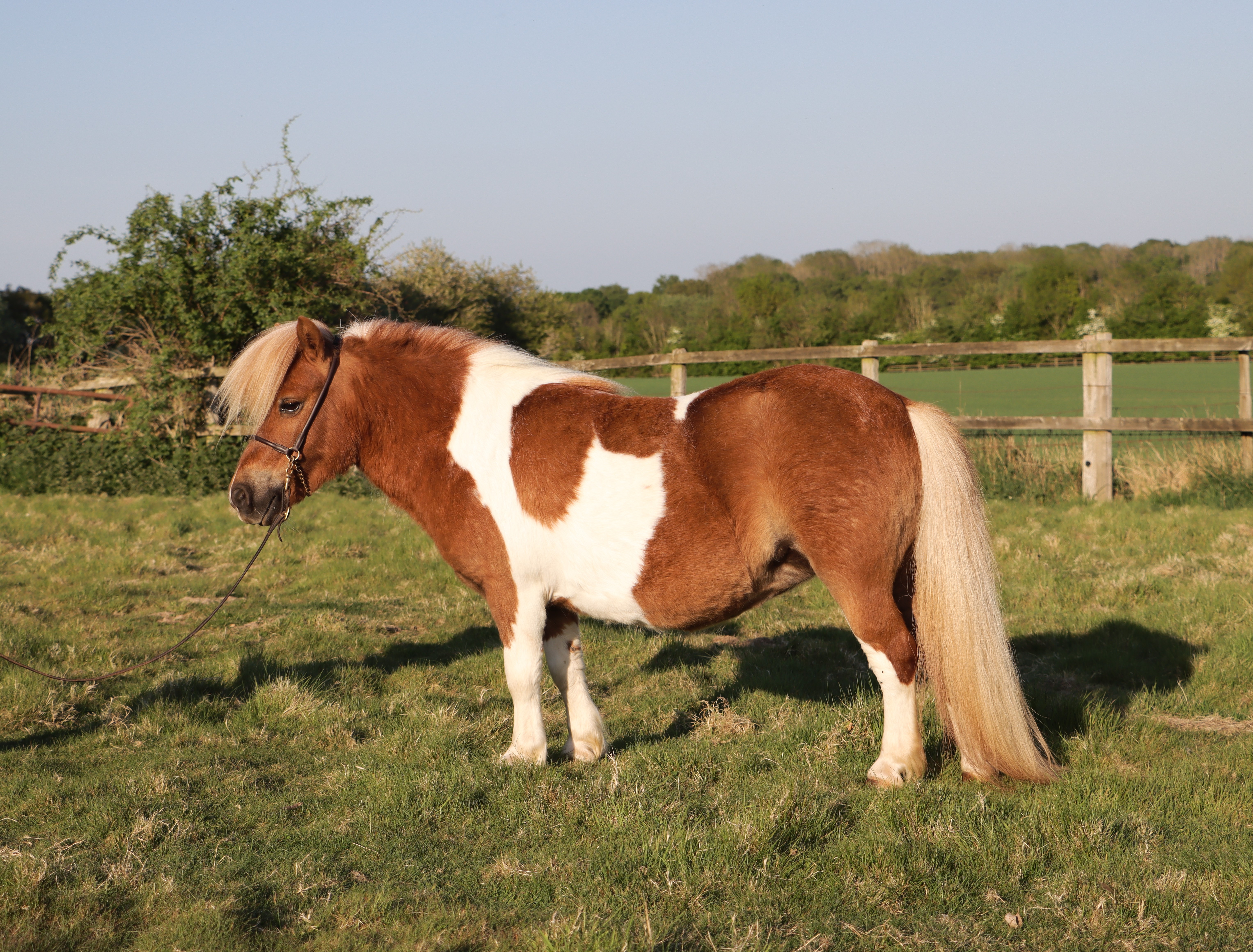Snelsmore Xyla – Deposit taken