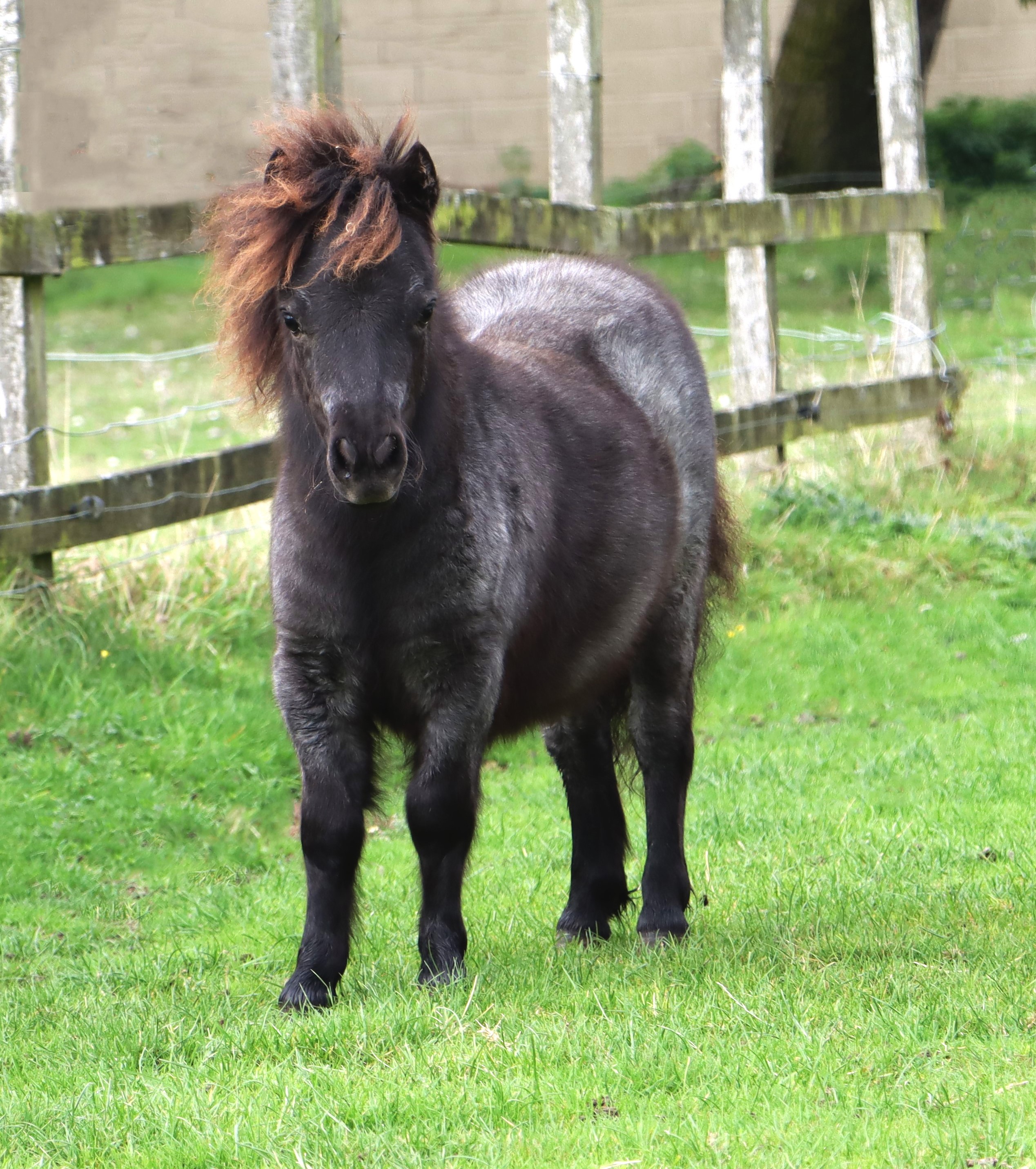 Snelsmore Blueberry – Entered at Worcester Shetland Sales – SOLD